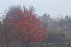 Dsc03331