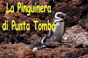 Punta Tombo 